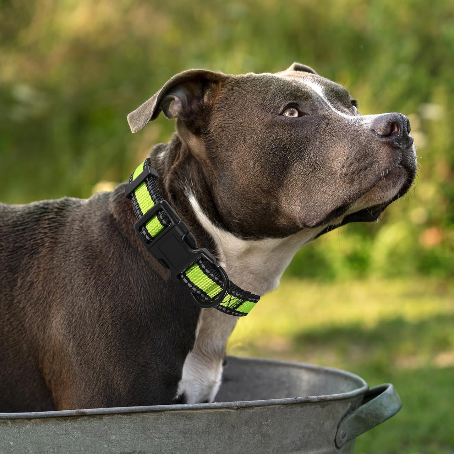 Dog Collar | Nylon Reflective Dog Collars | Light Weight Puppy Collars | Lime Green Dog Collars for Small Dogs (Lime Green, X-Small)