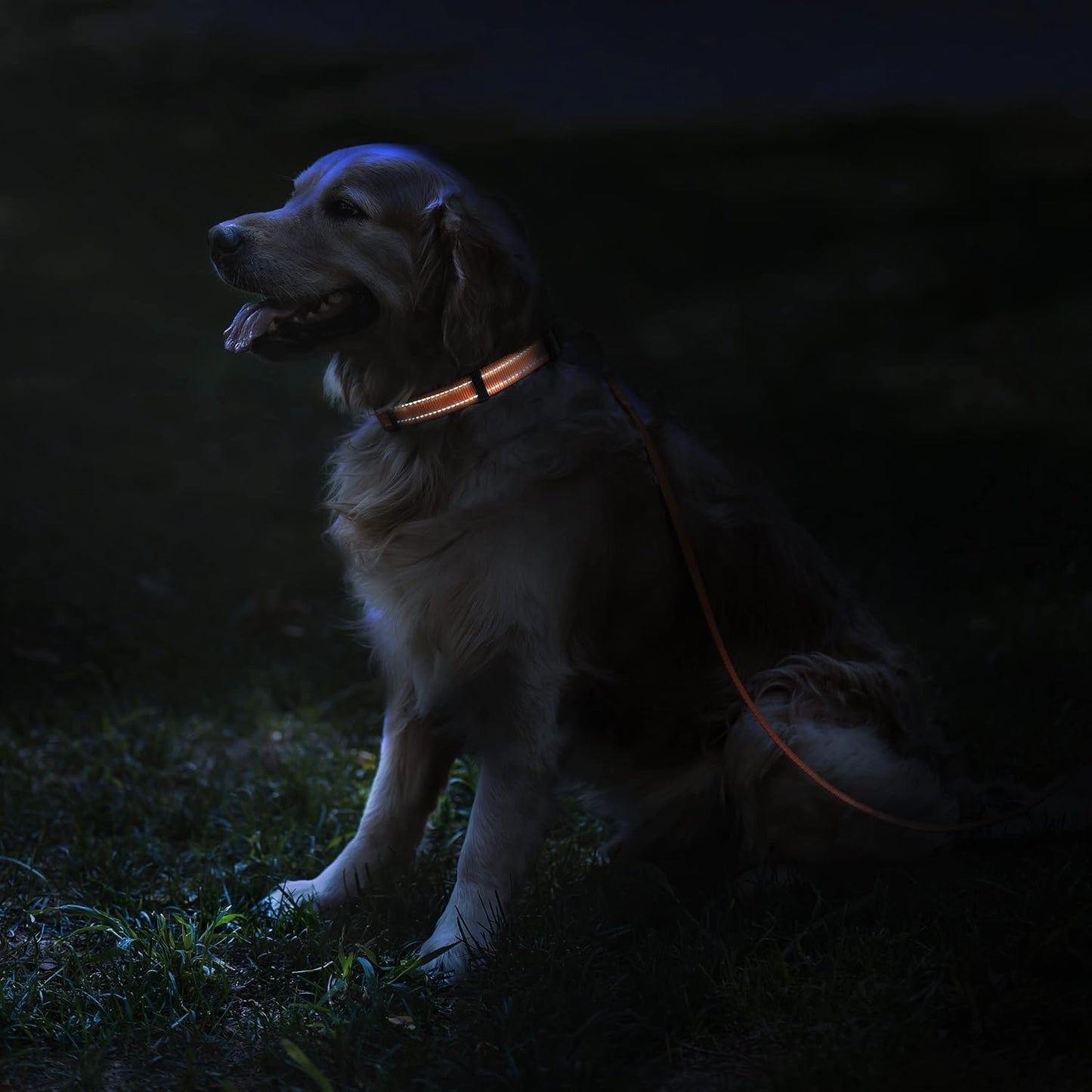 Reflective Dog Collar for a Small, Medium, Large Dog or Puppy with a Quick Release Buckle - Boy and Girl - Nylon Suitable for Swimming (7-11 Inch (New), Blue)