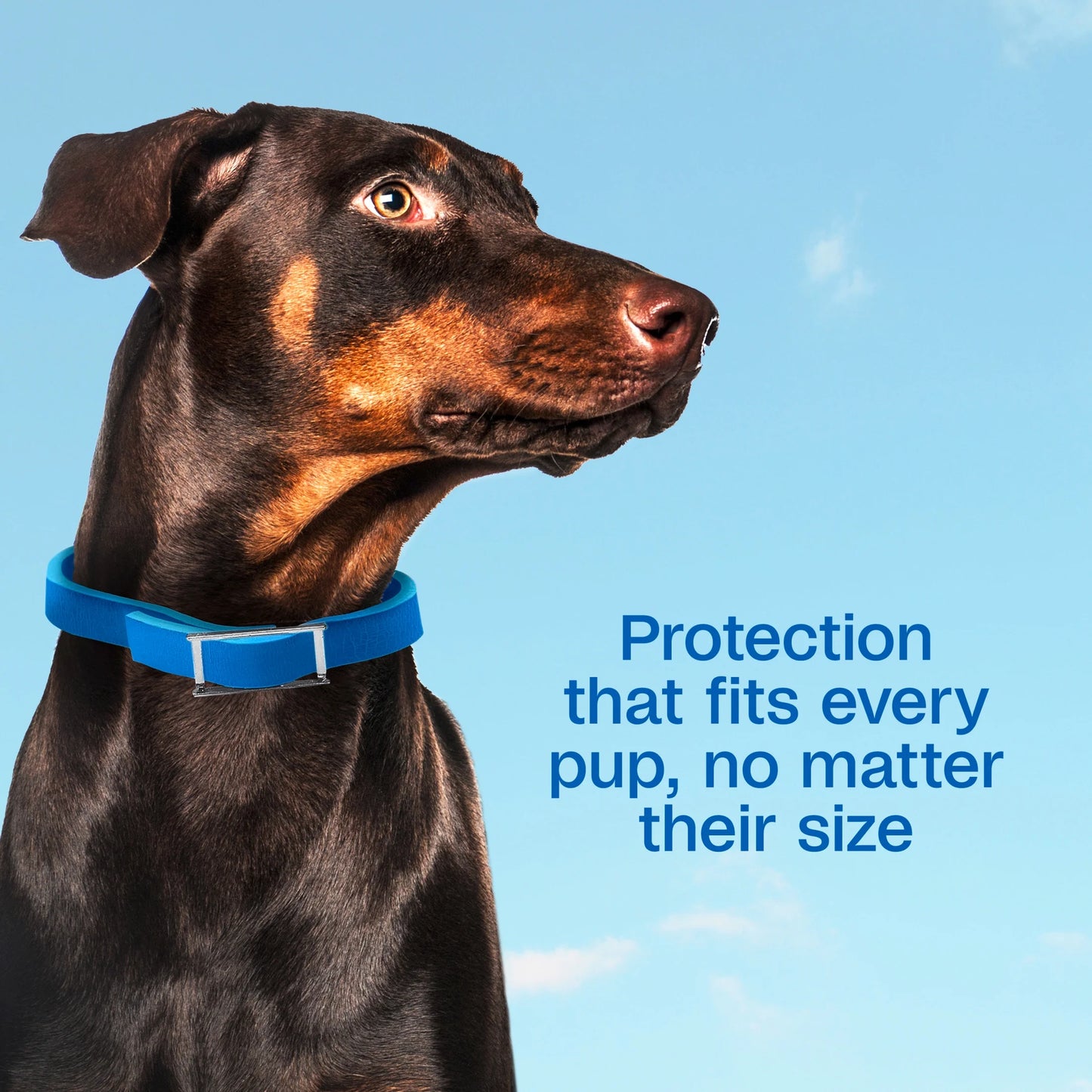 Flea & Tick Control Collar for Dogs, 7-Month Protection, Adjustable Collar Fits Dogs & Puppies, Kills Fleas & Ticks