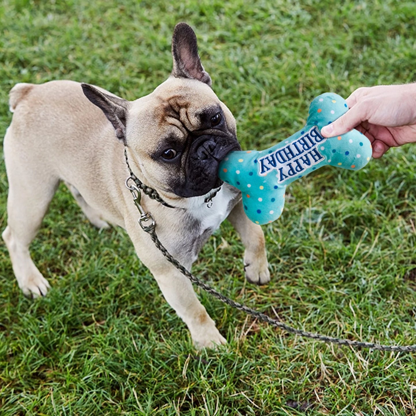 Dog Birthday Toys, Plush Dog Squeaky Toys, Dog Chew Toys Bone for Small Medium Large Dogs