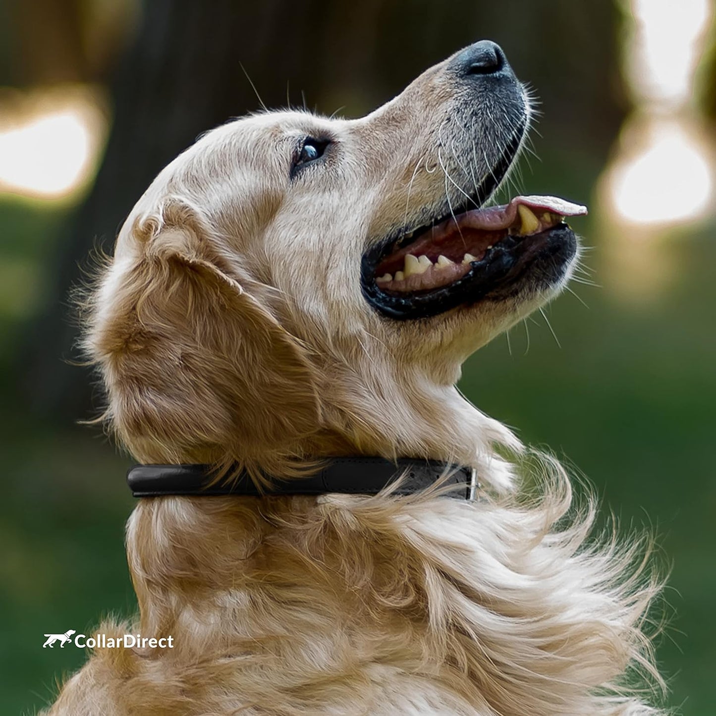 Rolled Leather Dog Collar, Soft Padded round Puppy Collar, Handmade Genuine Leather Collar Dog Small Large Cat Collars 13 Colors (8-11 Inch, Black Textured)