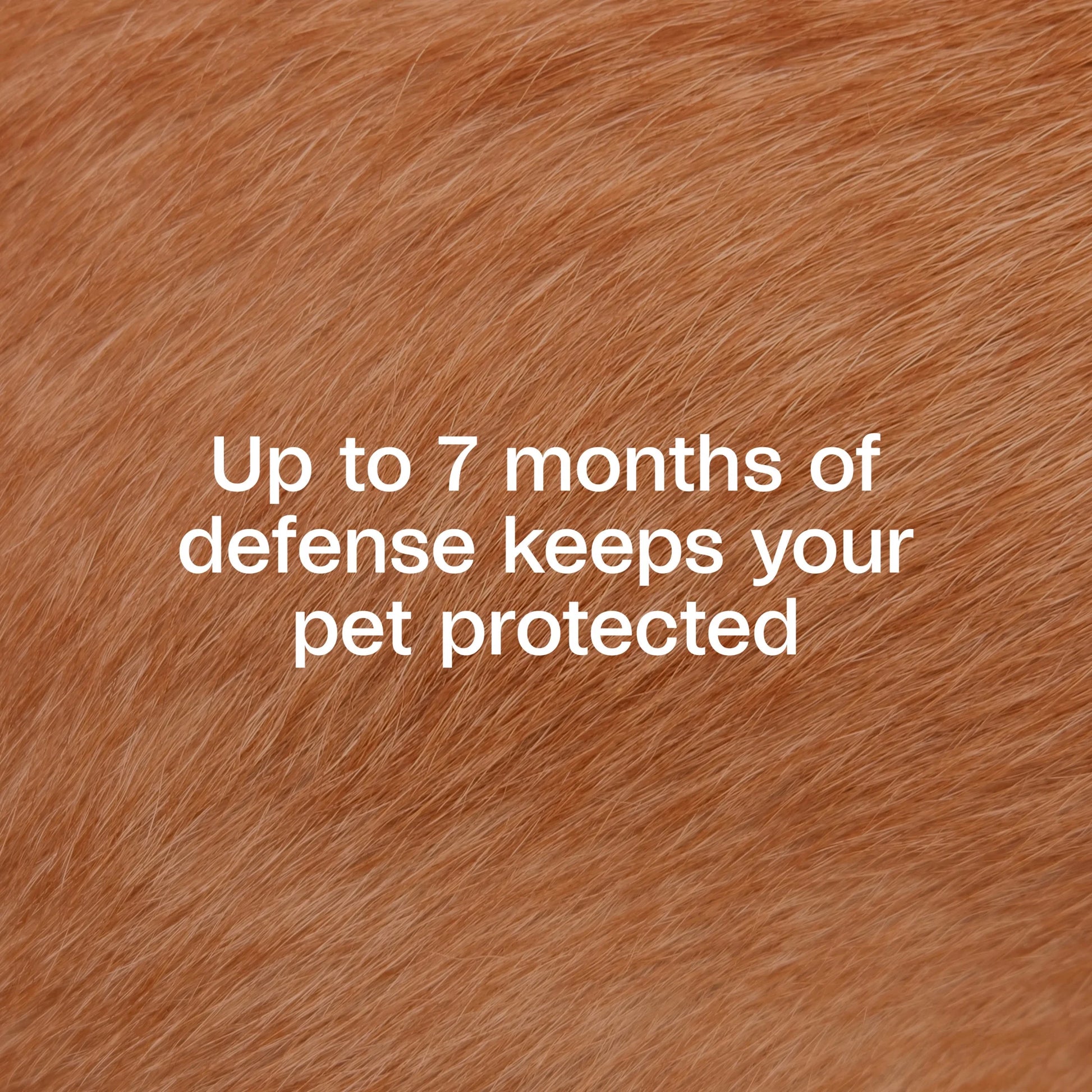 Flea & Tick Control Collar for Dogs, 7-Month Protection, Adjustable Collar Fits Dogs & Puppies, Kills Fleas & Ticks