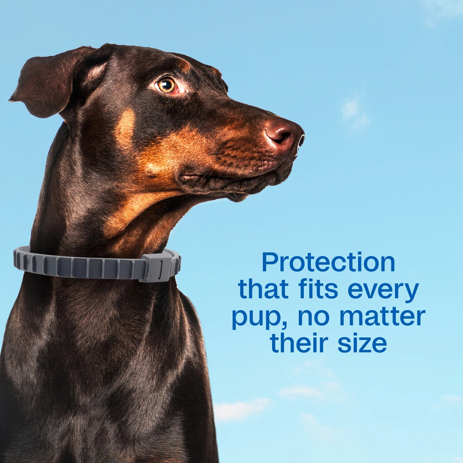 Flea & Tick Collar for Dogs & Puppies, 2 Pack, 12 Month Protection, Adjustable One Size, Kills Fleas, Ticks & Repels Mosquitoes, excluding California