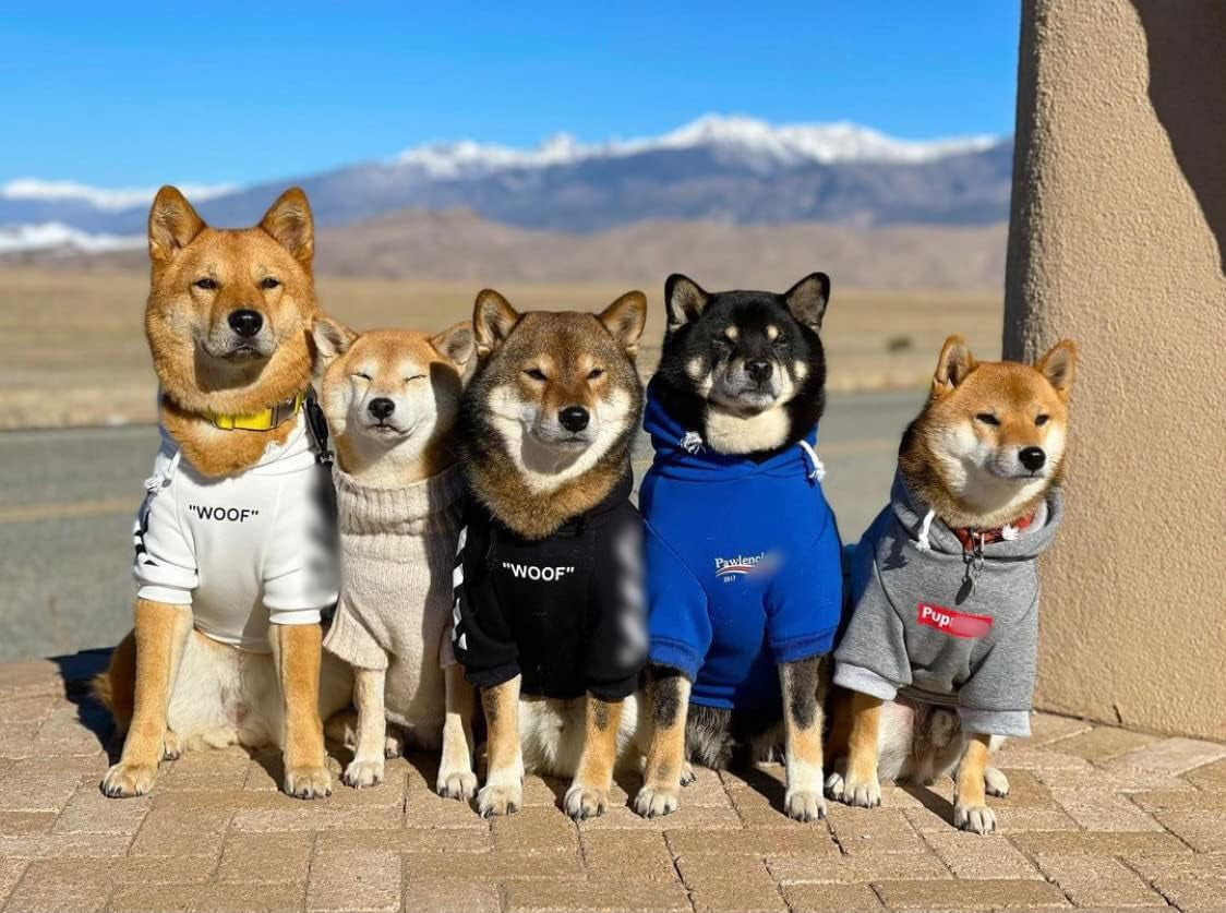 Stylish Dog Hoodie Dog Clothes Streetwear Cotton Sweatshirt Fashion Outfit for Dogs Cats Puppy Small Medium Large (2XL, Black)