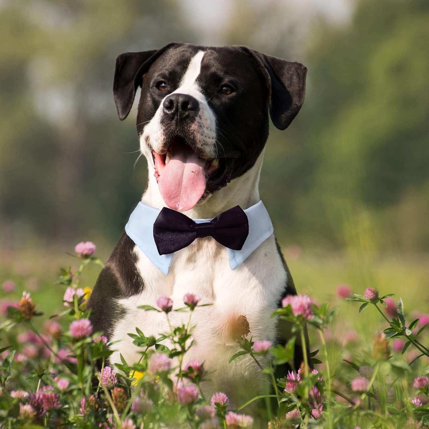 Dog Bow Tie,  Pet Bowtie Collar Black, Adjustable White Pet Tuxedo Collar with Black Dog Neck Bow Tie for Medium Large Boy Dogs Wedding Formal Tuxedo Suit Tux Outfits Birthday Costumes