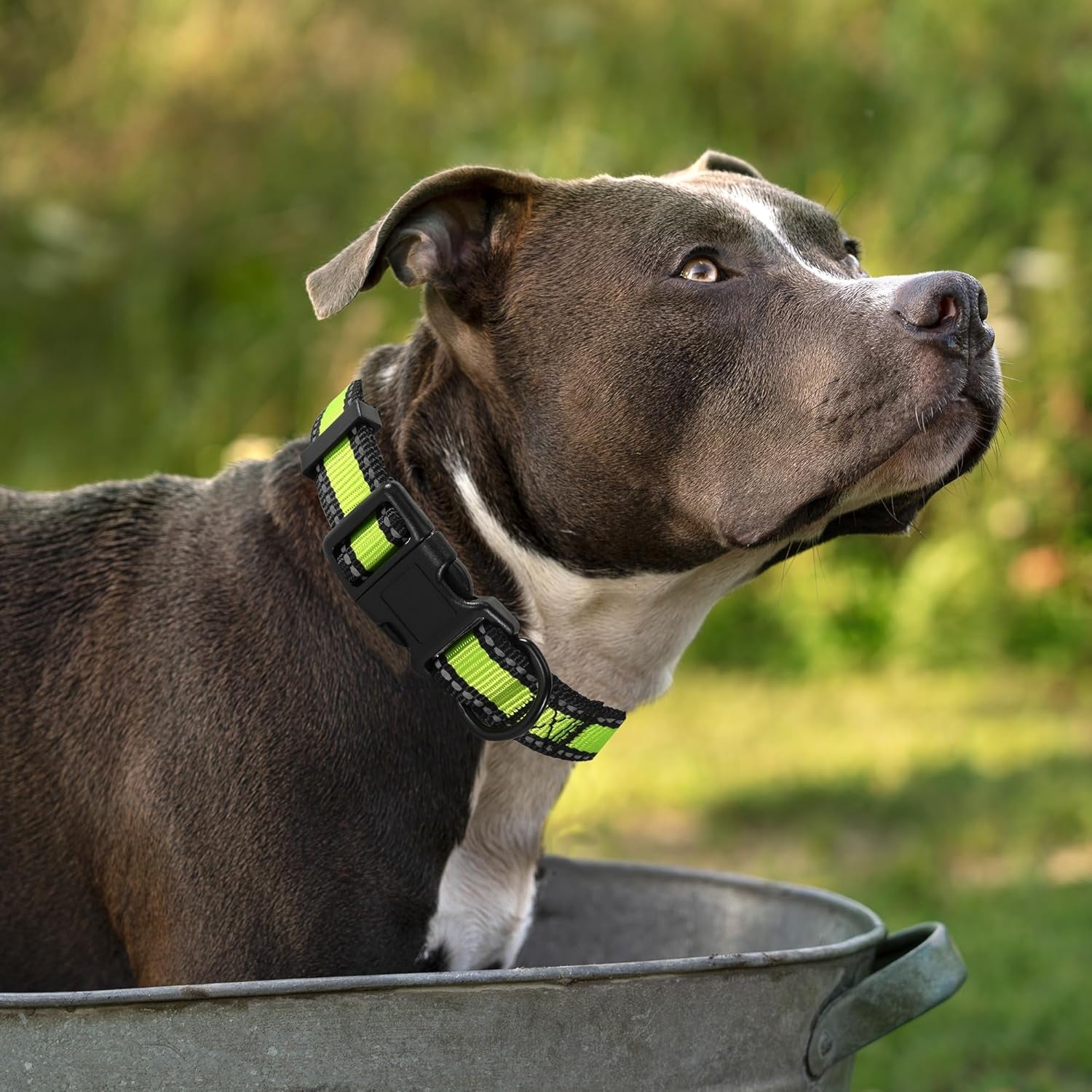 Dog Collar | Nylon Reflective Dog Collars | Light Weight Puppy Collars | Lime Green Dog Collars for Small Dogs (Lime Green, X-Small)