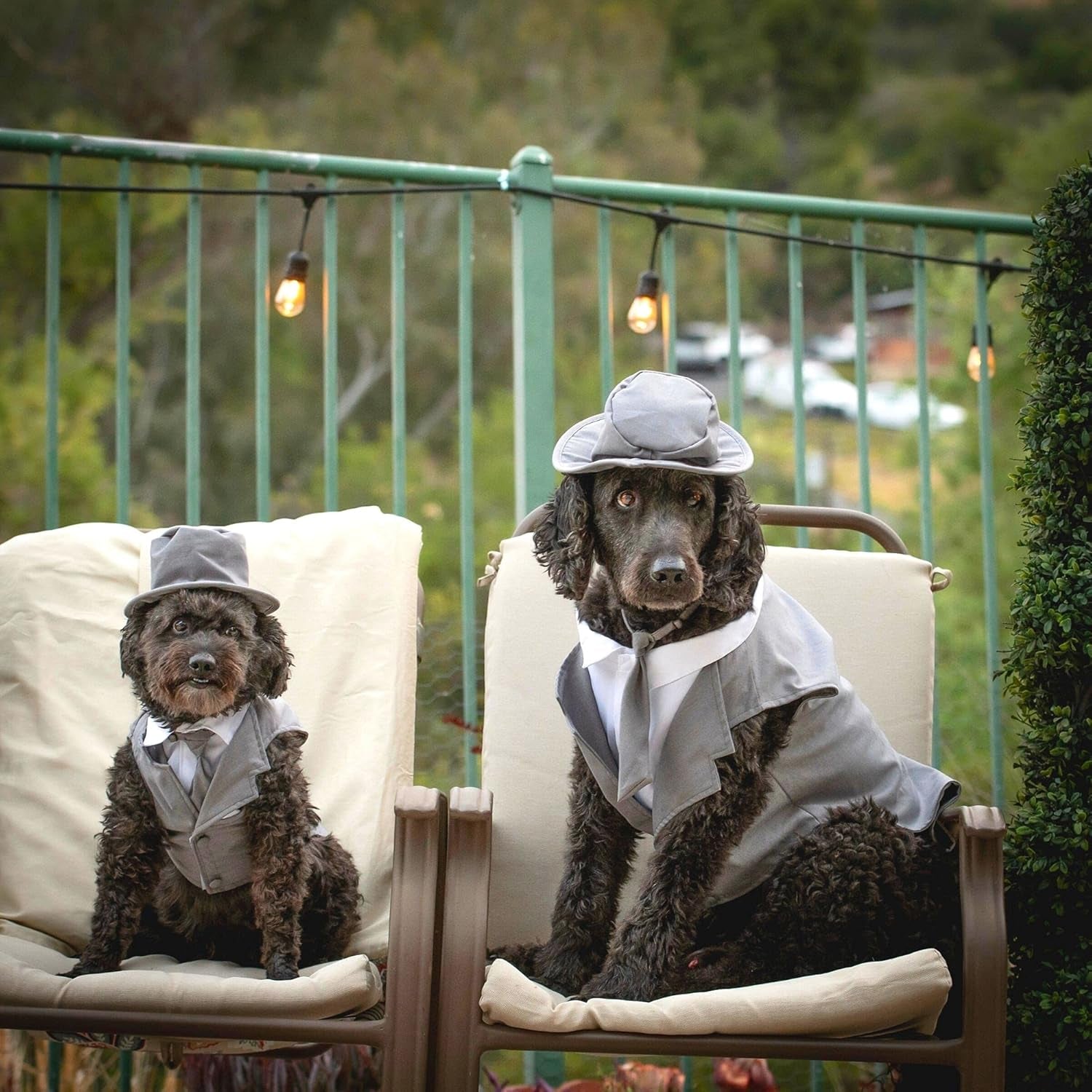 Dog Tuxedo Wedding Suit- Gray Top Hat & Leash (X-Large)