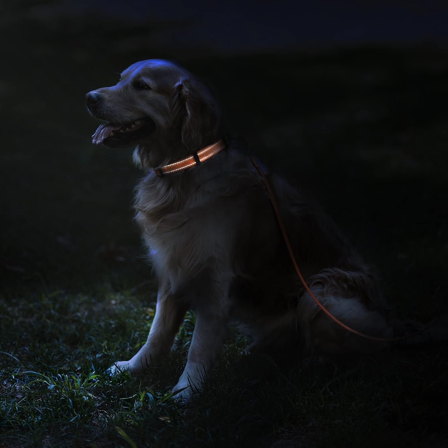 Reflective Dog Collar for a Small, Medium, Large Dog or Puppy with a Quick Release Buckle - Boy and Girl - Nylon Suitable for Swimming (7-11 Inch (New), Blue)