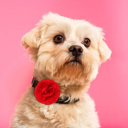 4 Pieces Dog Flower Bow Collar Multicolored Pet Bow Collar Dog Charms Flower Set for Puppy Cat Pet Grooming Accessories(Red, Bright Pink, Bright Yellow, Orange Pink)