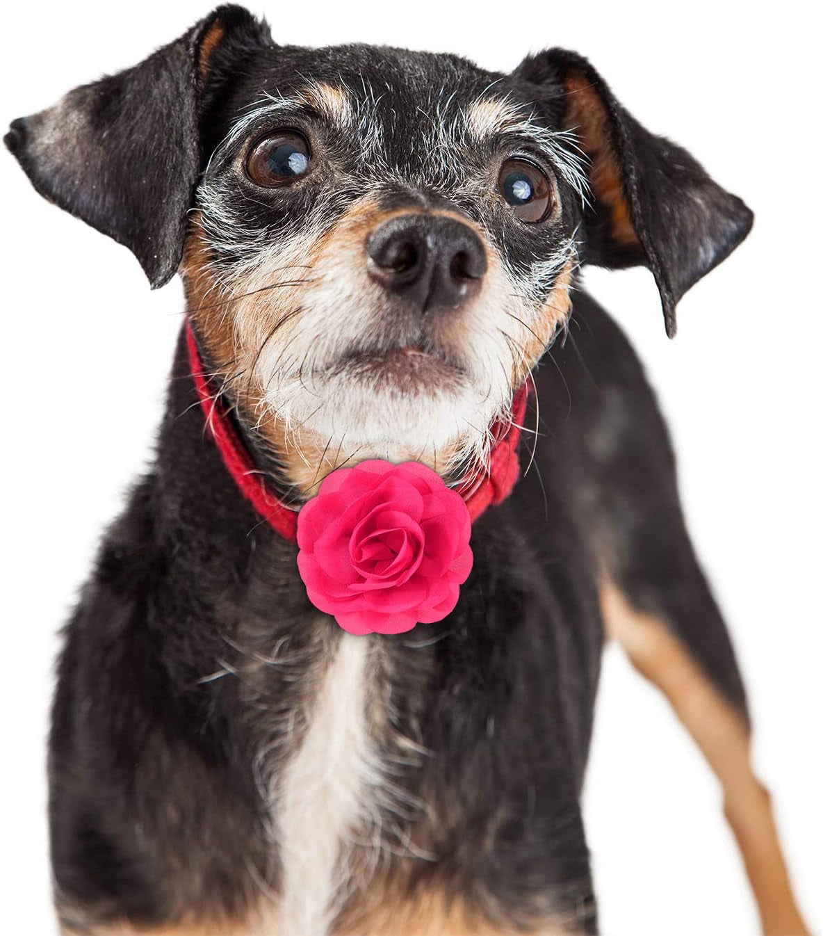 4 Pieces Dog Flower Bow Collar Multicolored Pet Bow Collar Dog Charms Flower Set for Puppy Cat Pet Grooming Accessories(Red, Bright Pink, Bright Yellow, Orange Pink)