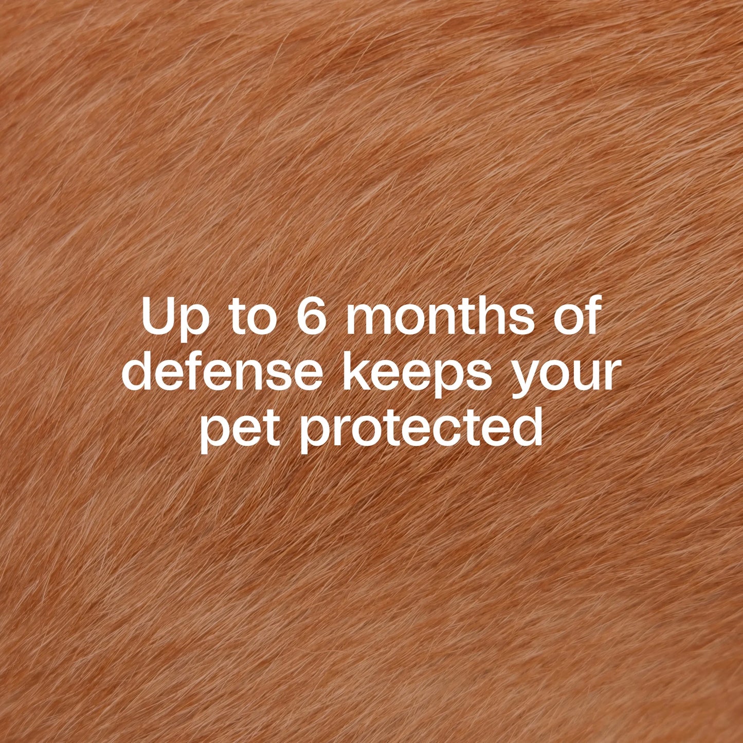 Flea & Tick Collar for Dogs & Puppies, 2 Pack, 12 Month Protection, Adjustable One Size, Kills Fleas, Ticks & Repels Mosquitoes, excluding California