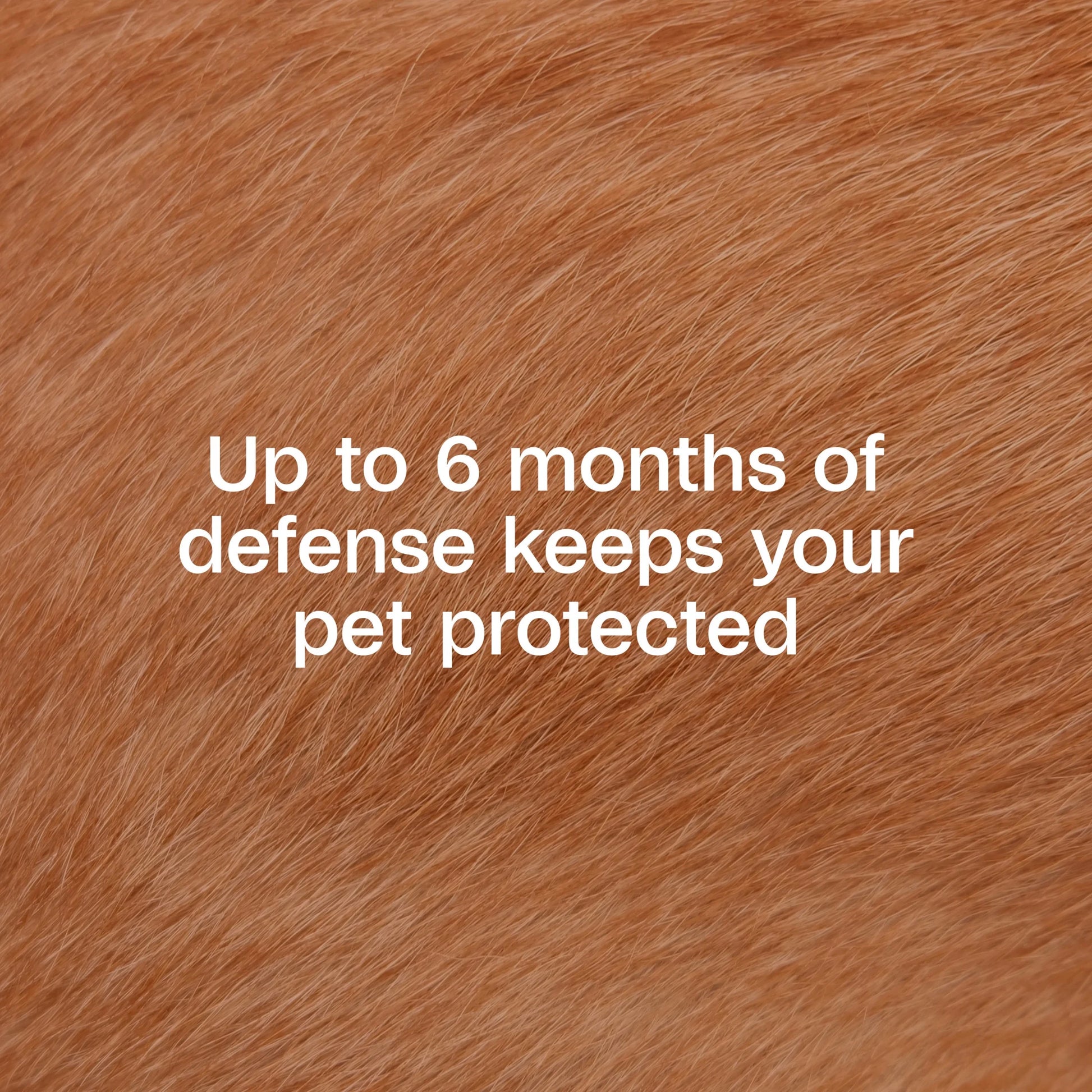 Flea & Tick Collar for Dogs & Puppies, 2 Pack, 12 Month Protection, Adjustable One Size, Kills Fleas, Ticks & Repels Mosquitoes, excluding California