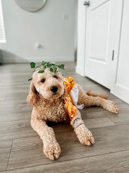Toga Dog Halloween Costume (X-Large)