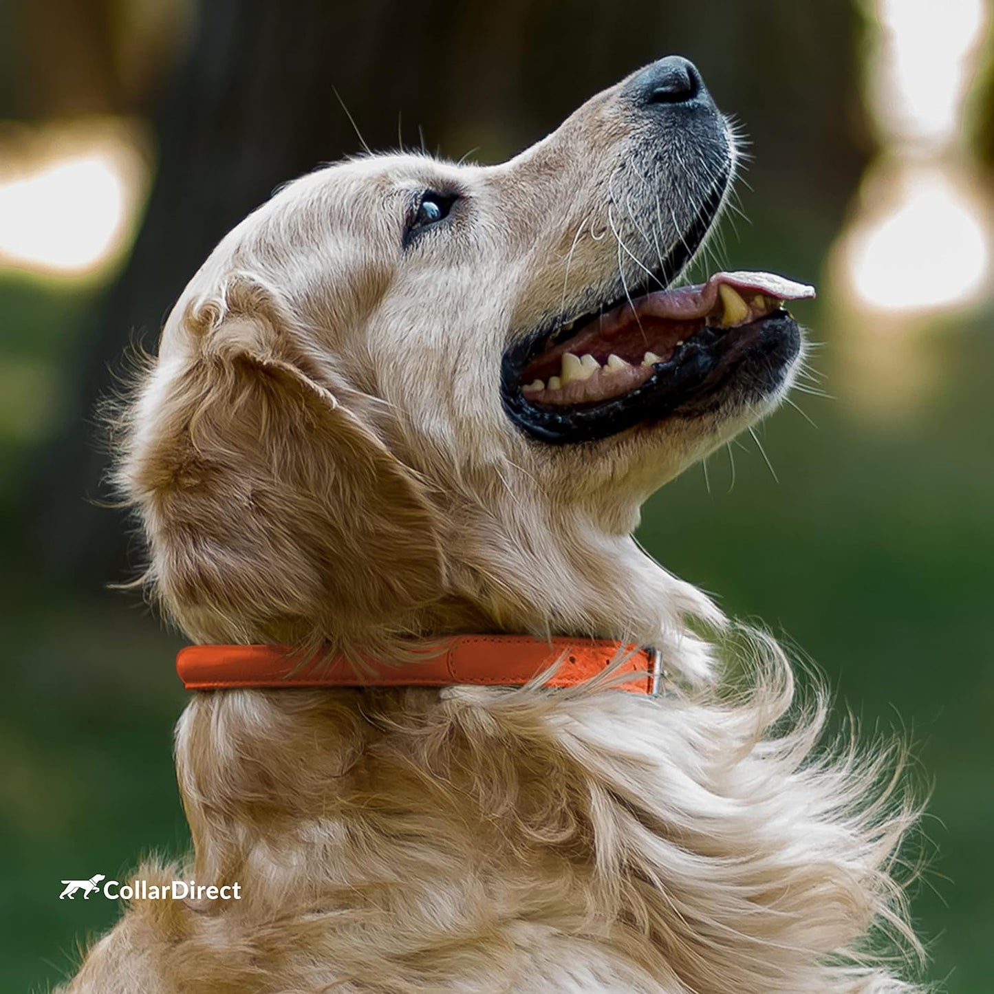 Rolled Leather Dog Collar, Soft Padded round Puppy Collar, Handmade Genuine Leather Collar Dog Small Large Cat Collars 13 Colors (8-11 Inch, Orange Textured)
