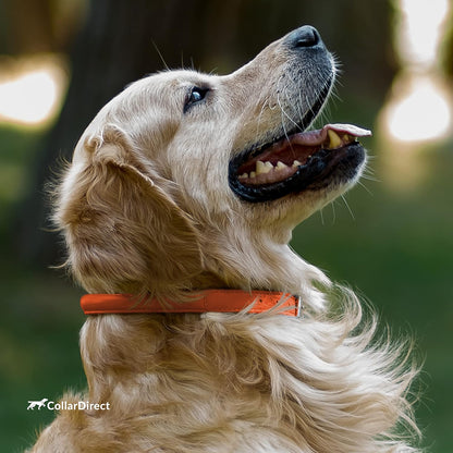 Rolled Leather Dog Collar, Soft Padded round Puppy Collar, Handmade Genuine Leather Collar Dog Small Large Cat Collars 13 Colors (6-7 Inch, Orange Textured)