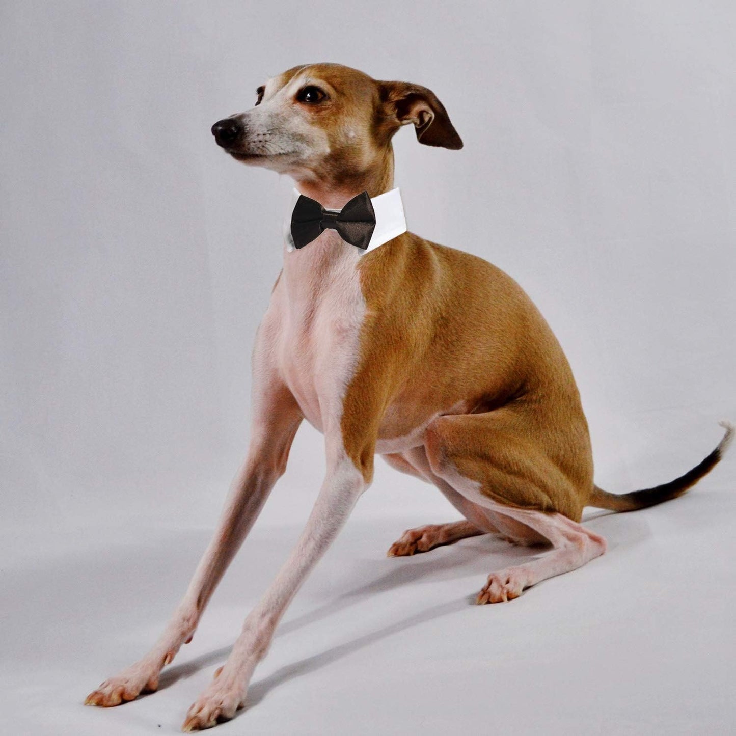 Dog Bow Tie,  Pet Bowtie Collar Black, Adjustable White Pet Tuxedo Collar with Black Dog Neck Bow Tie for Medium Large Boy Dogs Wedding Formal Tuxedo Suit Tux Outfits Birthday Costumes