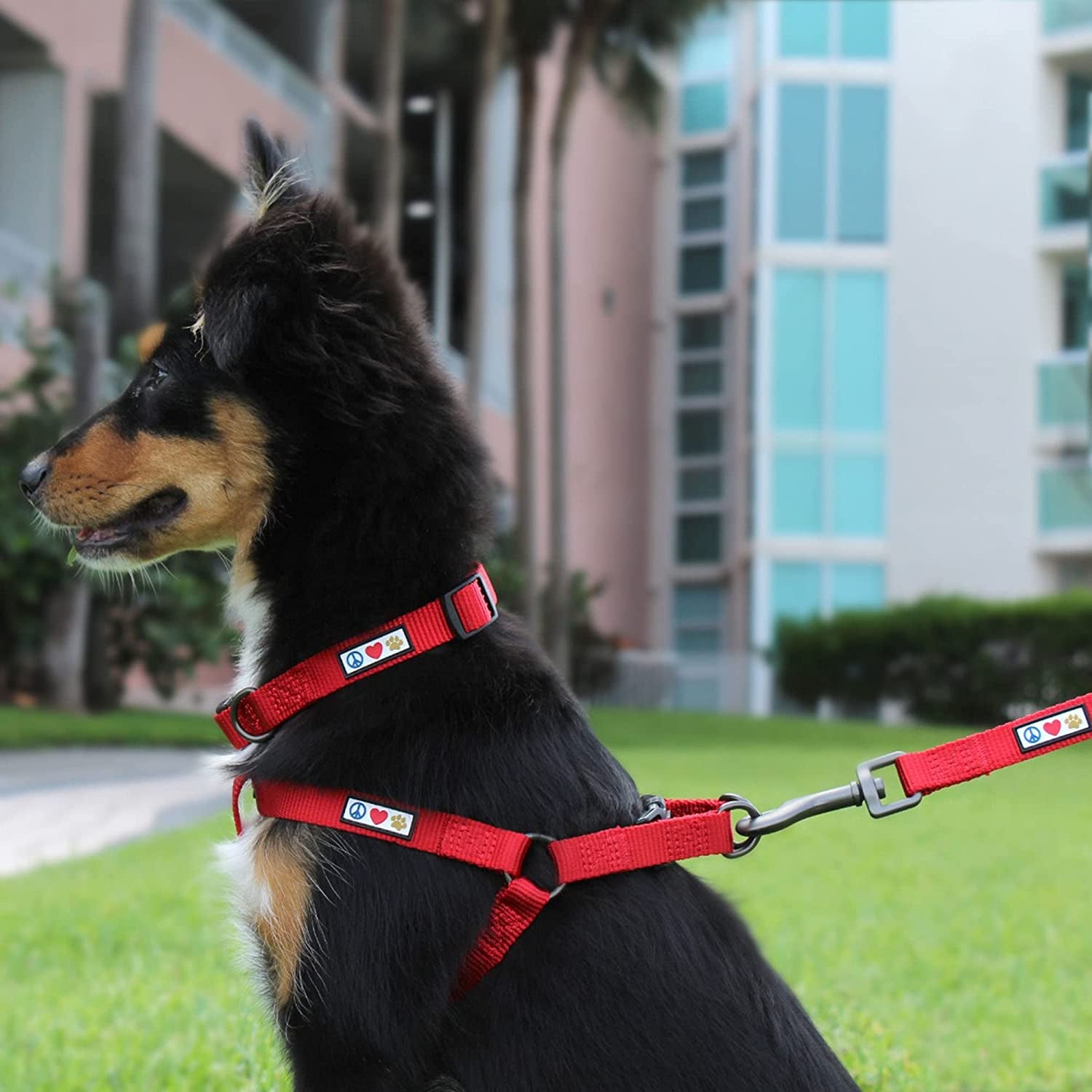 6 FT Solid Color Leash - Comfortable Handle Dog Training Leash 6 Ft Medium/Large Pink