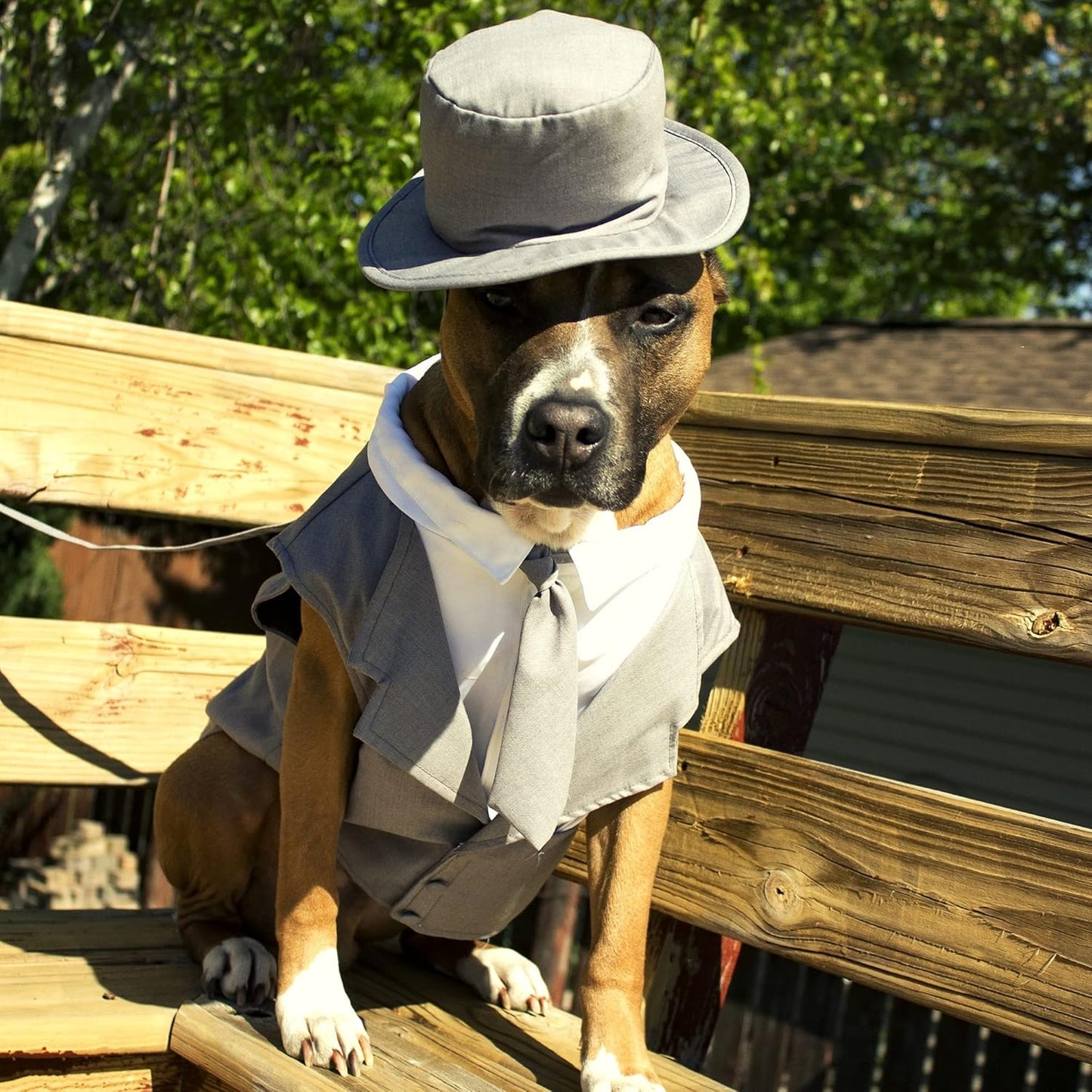 Dog Tuxedo Wedding Suit- Gray Top Hat & Leash (X-Large)