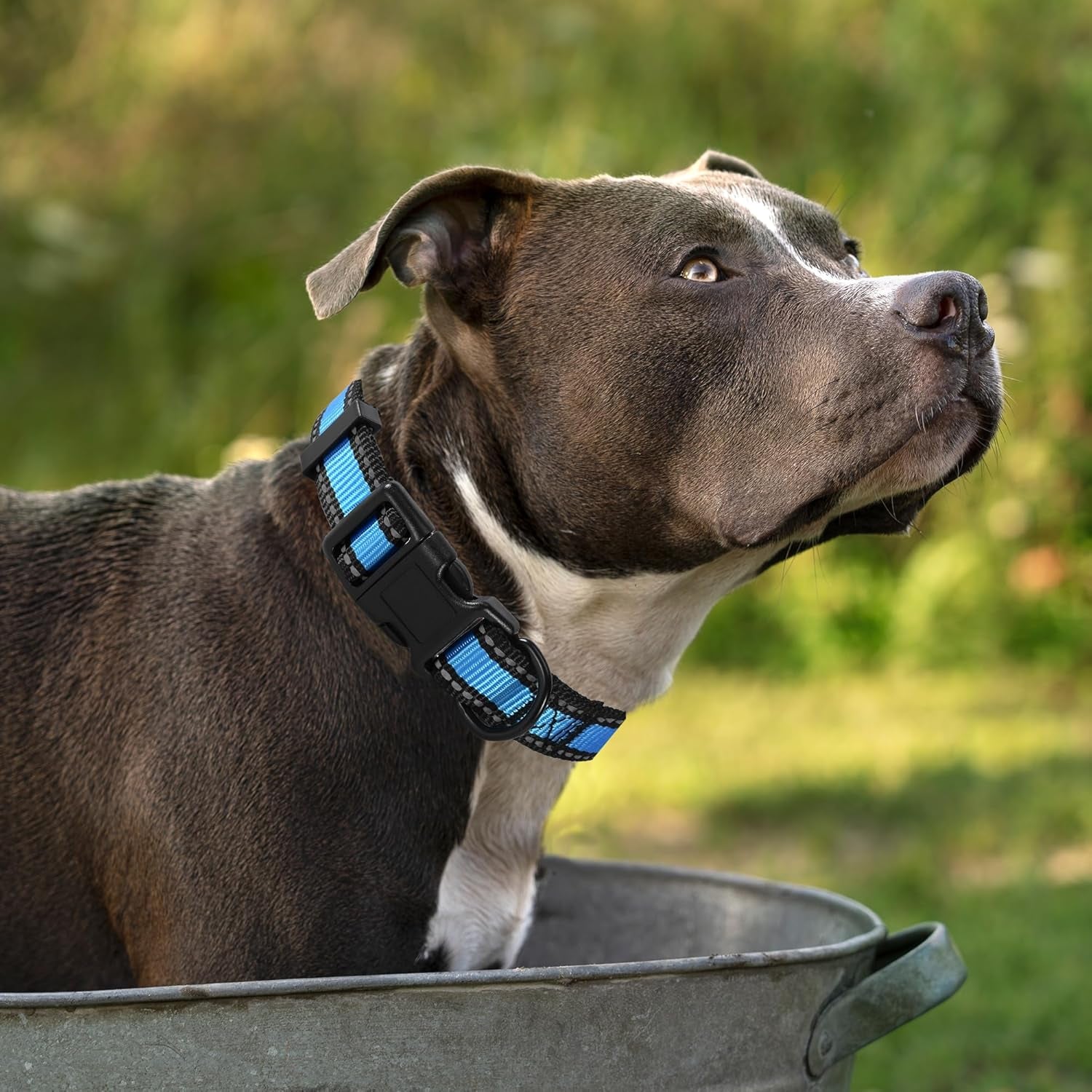 Dog Collar | Nylon Reflective Dog Collars | Light Weight Puppy Collars | Blue Dog Collars for Small Dogs (Blue, Small)