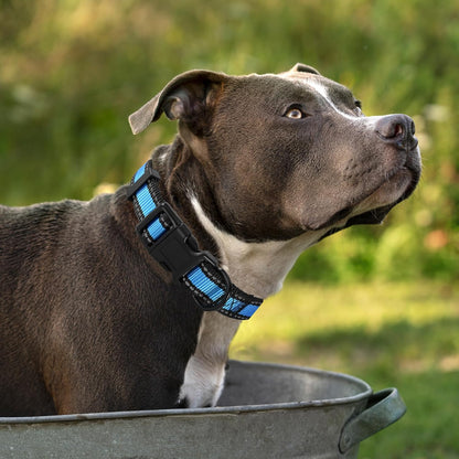 Dog Collar | Nylon Reflective Dog Collars | Light Weight Puppy Collars | Blue Dog Collars for Small Dogs (Blue, Small)